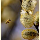 ...meine Pollen!