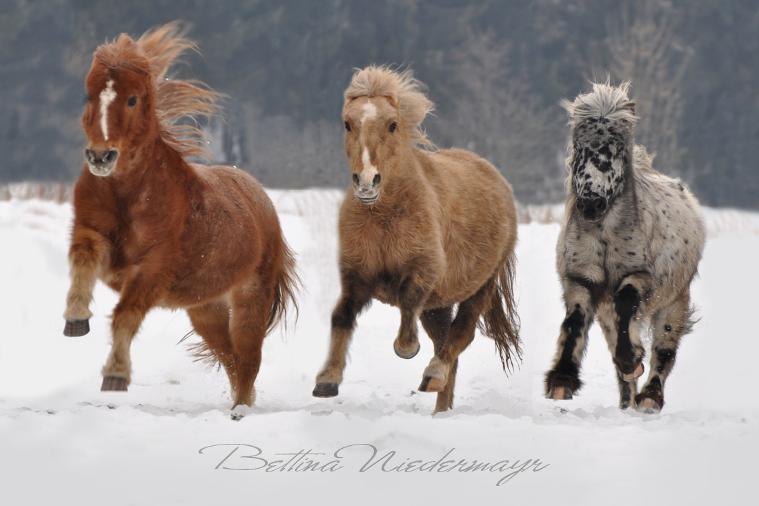 Meine Pony-Rasselbande