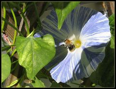 Meine Prachtwinde "Morning Glory",