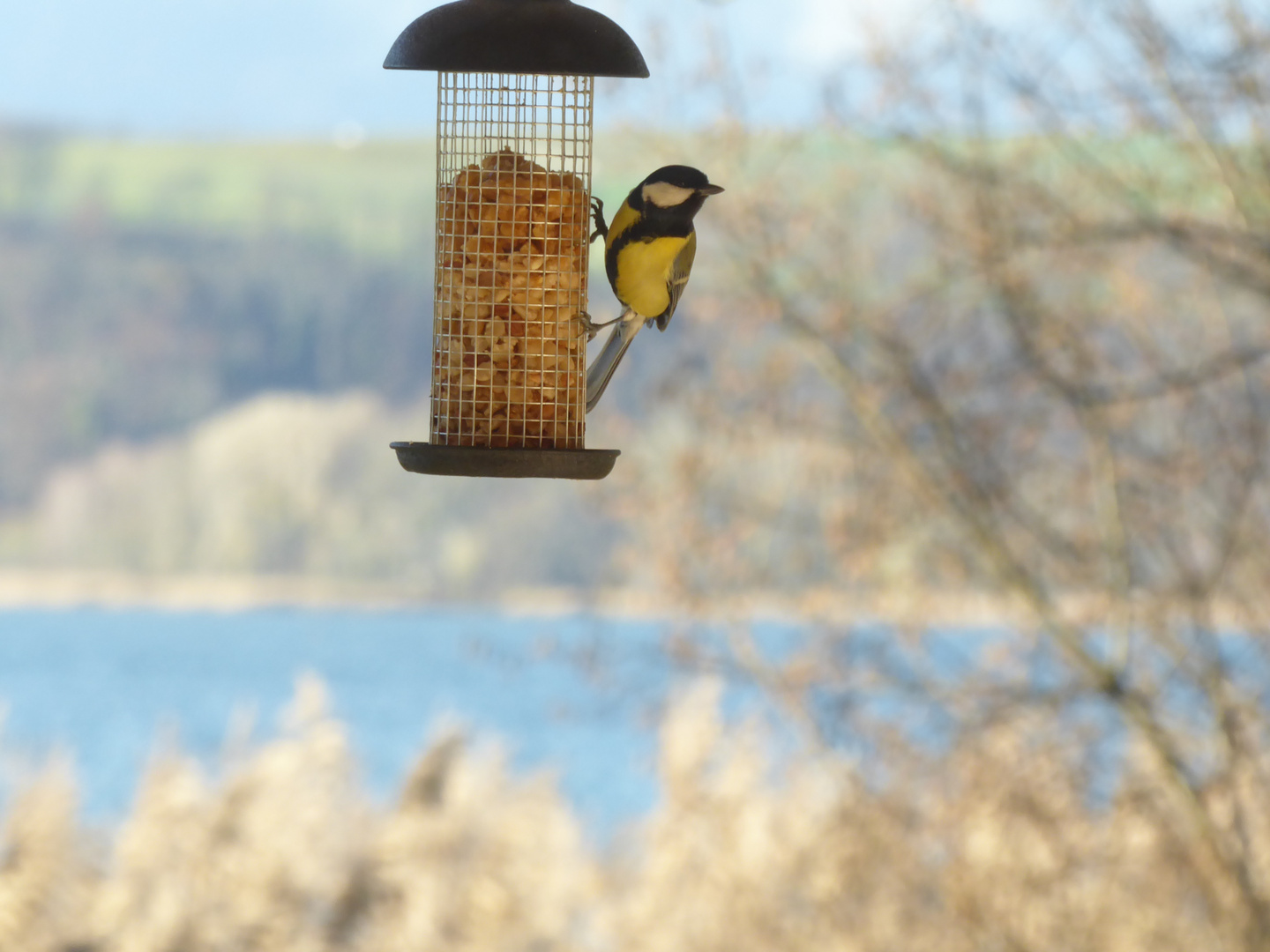 Meine private Vogelwarte am CH - Murtensee