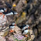 Meine Puffins Dunnet Head