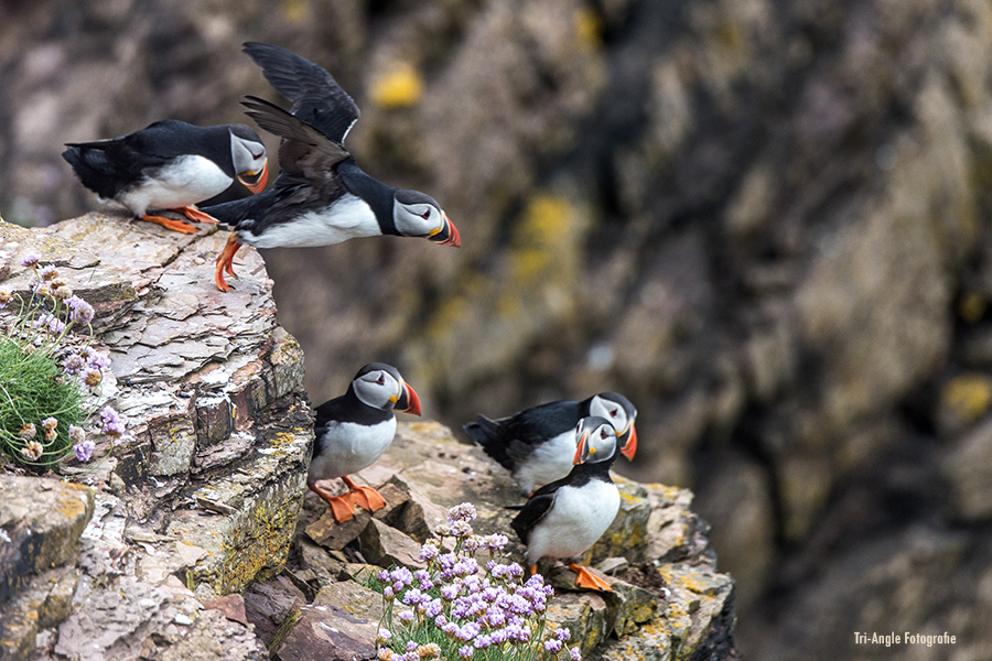 Meine Puffins Dunnet Head