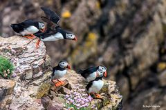 Meine Puffins Dunnet Head