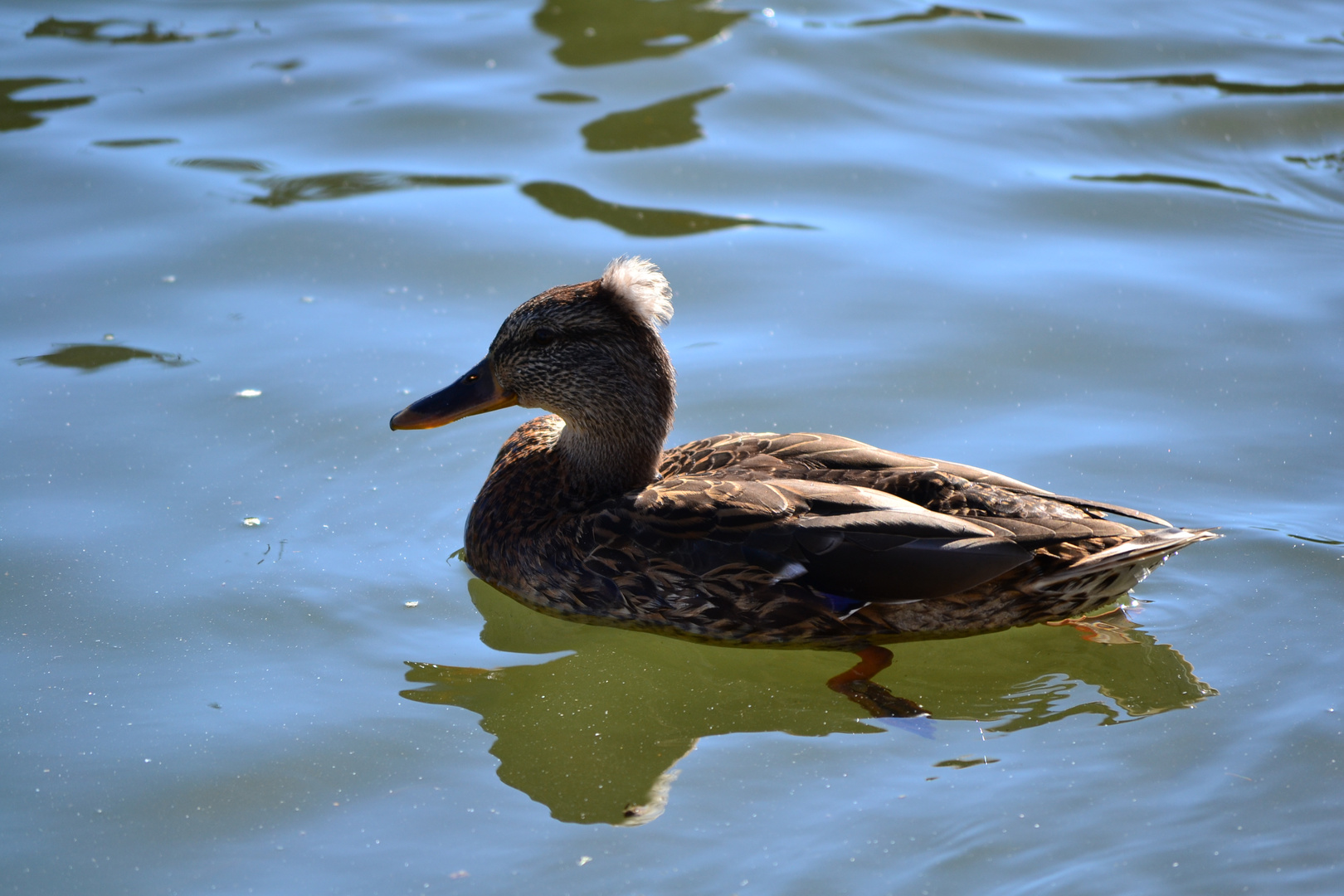 "meine" punker ente