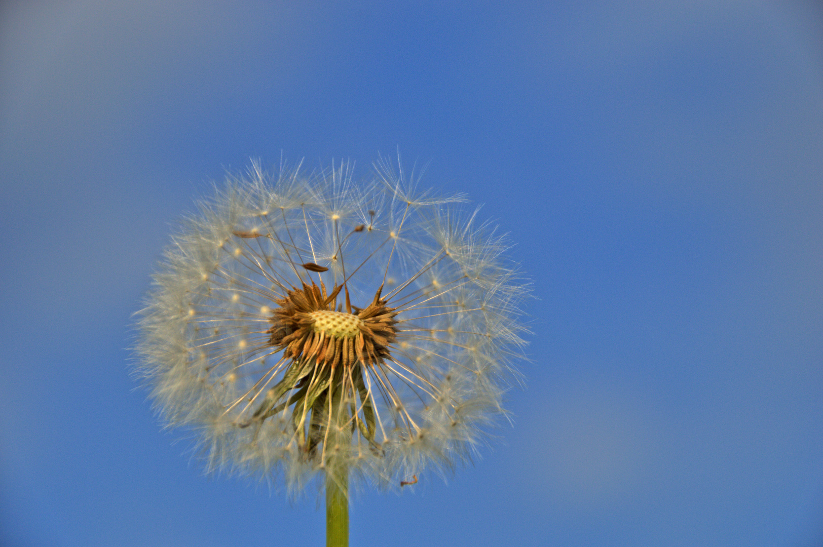 meine Pusteblume