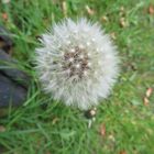  Meine Pusteblume