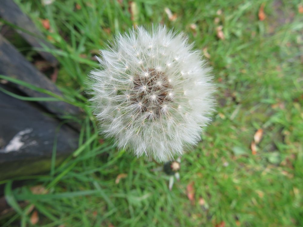  Meine Pusteblume