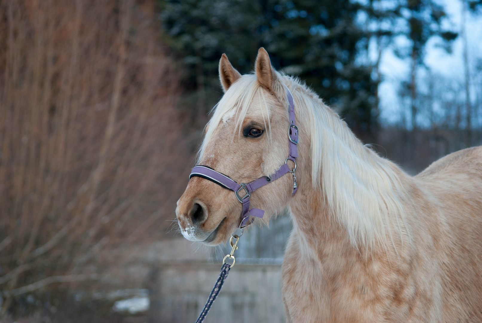 Meine Quarter Horse Sute