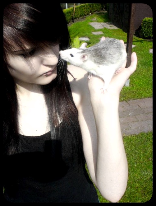 Meine Ratte "Kitty"