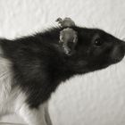 Meine Ratte - Lanun