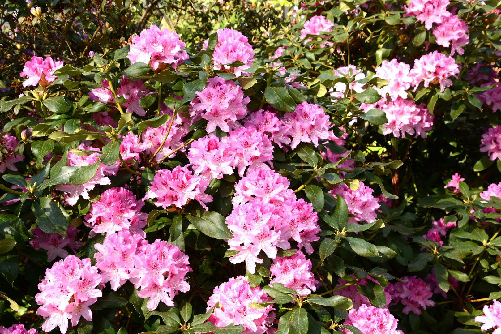 Meine Rhododendron blühen: der Frühling ist da.