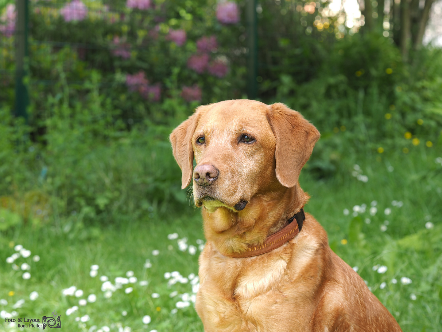 Meine Ronja 