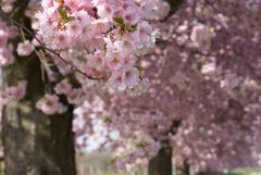 meine rosa Brille...