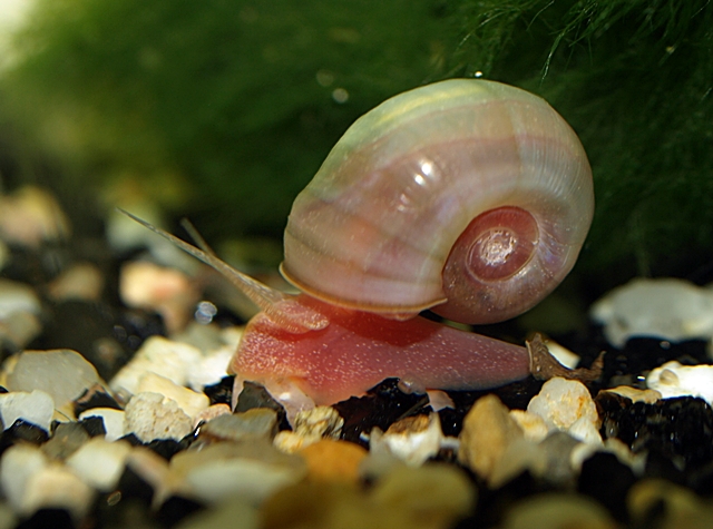 Meine Rosa Posthornschnecke