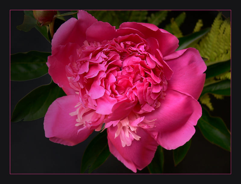 Meine rosa Pumpelrose...