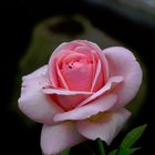 Meine Rose