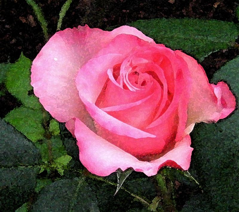 Meine Rose....