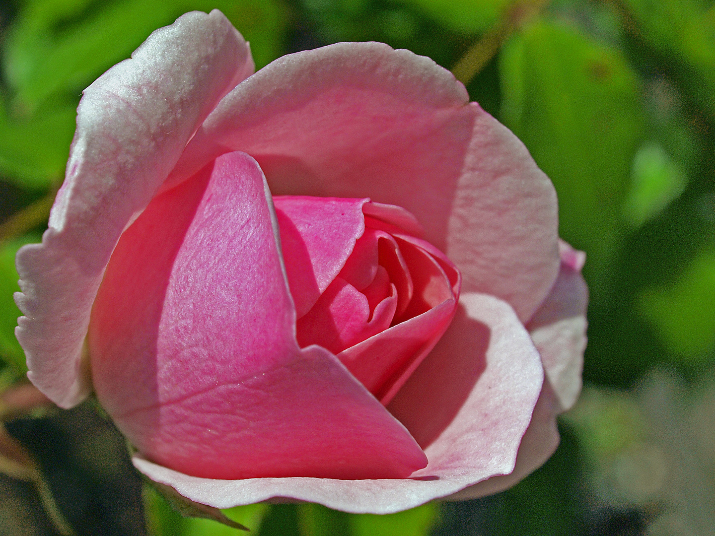 Meine Rose blüht!