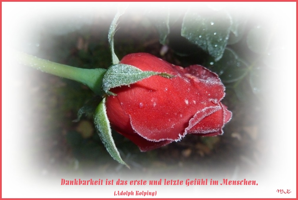 Meine Rose "Dominica"