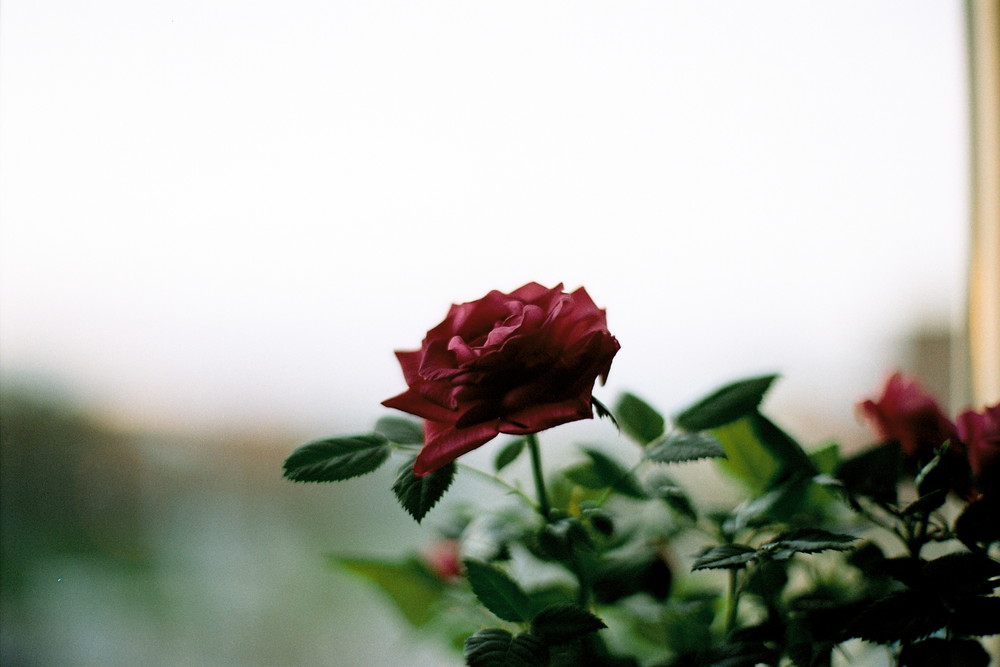 meine Rose