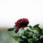 meine Rose