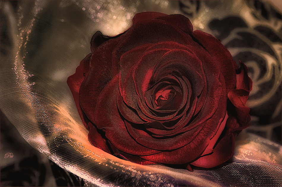 meine Rose für dich