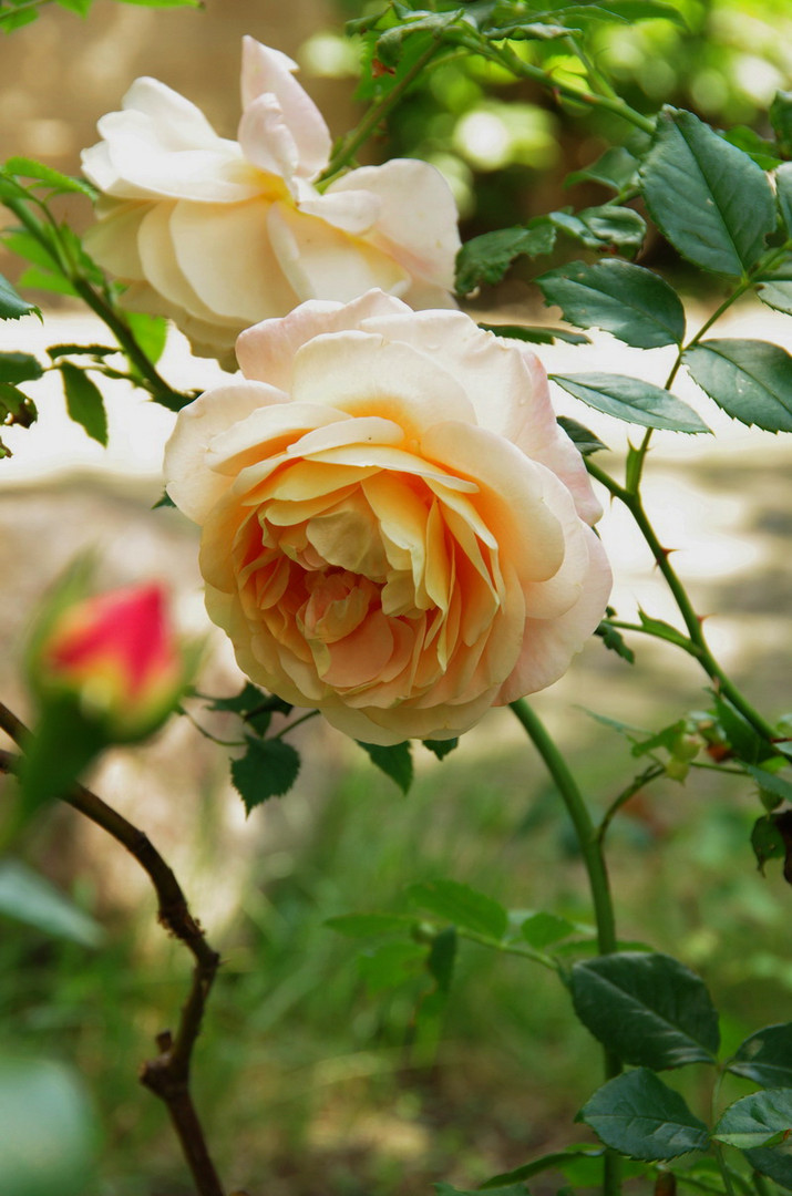 Meine Rose im Garten