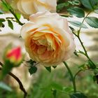 Meine Rose im Garten