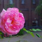 meine Rose im Hof