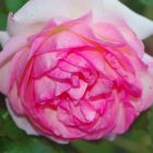 meine Rose im Hof