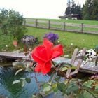 Meine Rose in Herbst