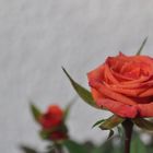 Meine Rose mit Tau