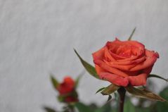 Meine Rose mit Tau