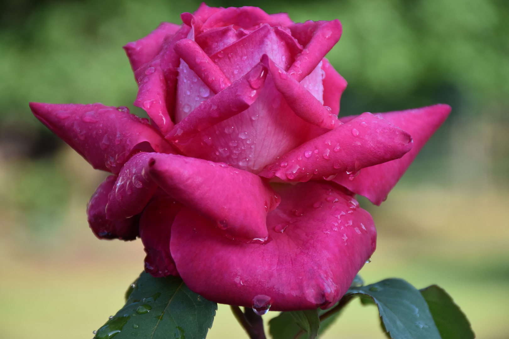 Meine Rose nach dem Regen!