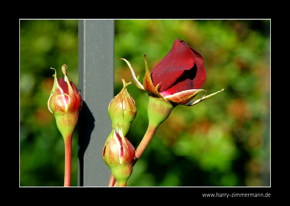 Meine Rosen - 1