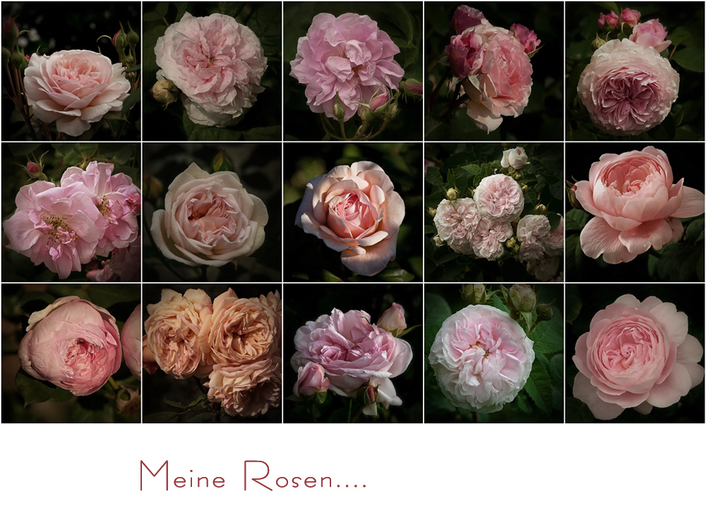 Meine Rosen......