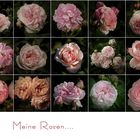 Meine Rosen......