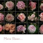 Meine Rosen......