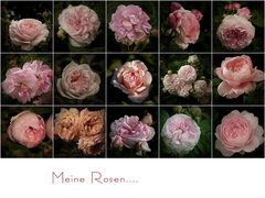 Meine Rosen......