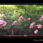 meine Rosen auf dem Balkon