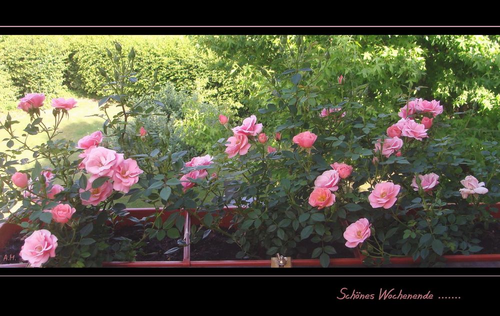 meine Rosen auf dem Balkon