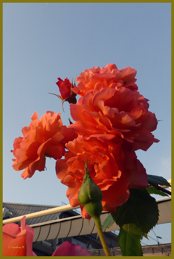 Meine Rosen wollten hoch hinaus, überragen inzwischen meinen Dachansatz