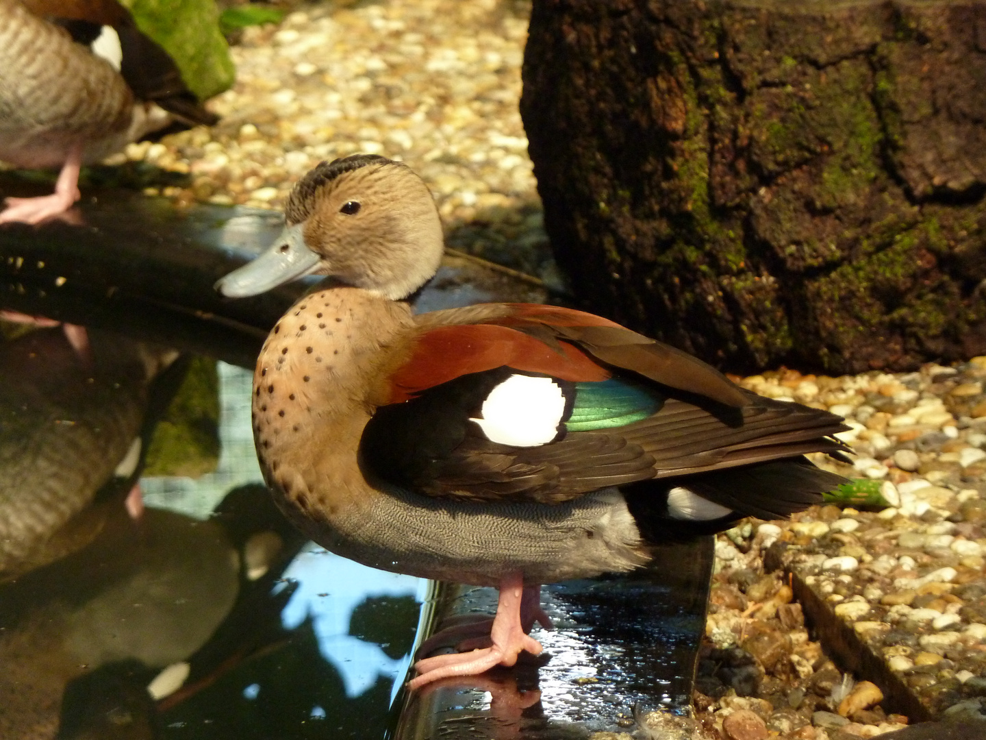 Meine Rotschulter - Ente