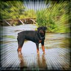 Meine Rottweilerdame