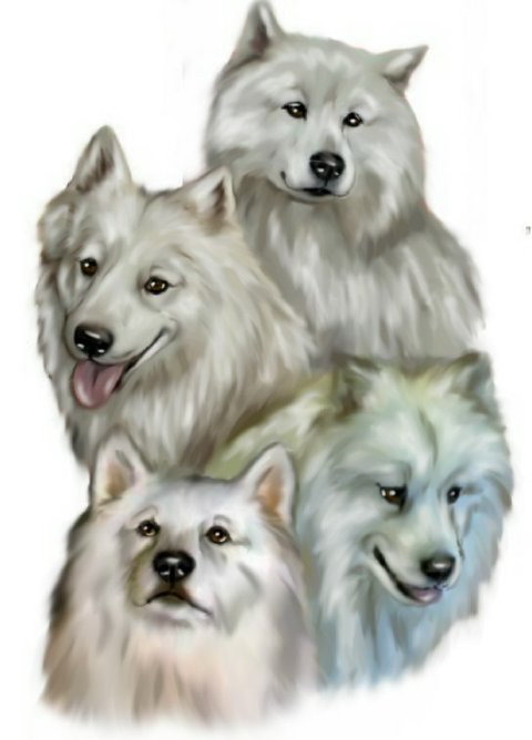 Meine Samojeden-Bande ( Nordische Schlittenhunde)