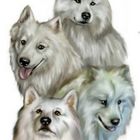 Meine Samojeden-Bande ( Nordische Schlittenhunde)