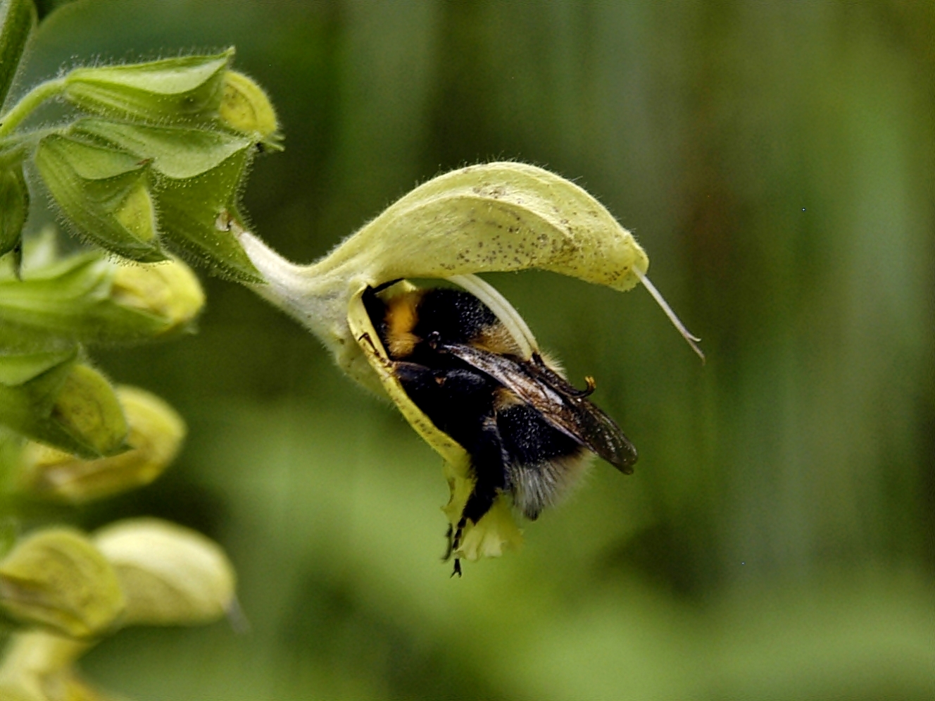 Meine satte Hummel