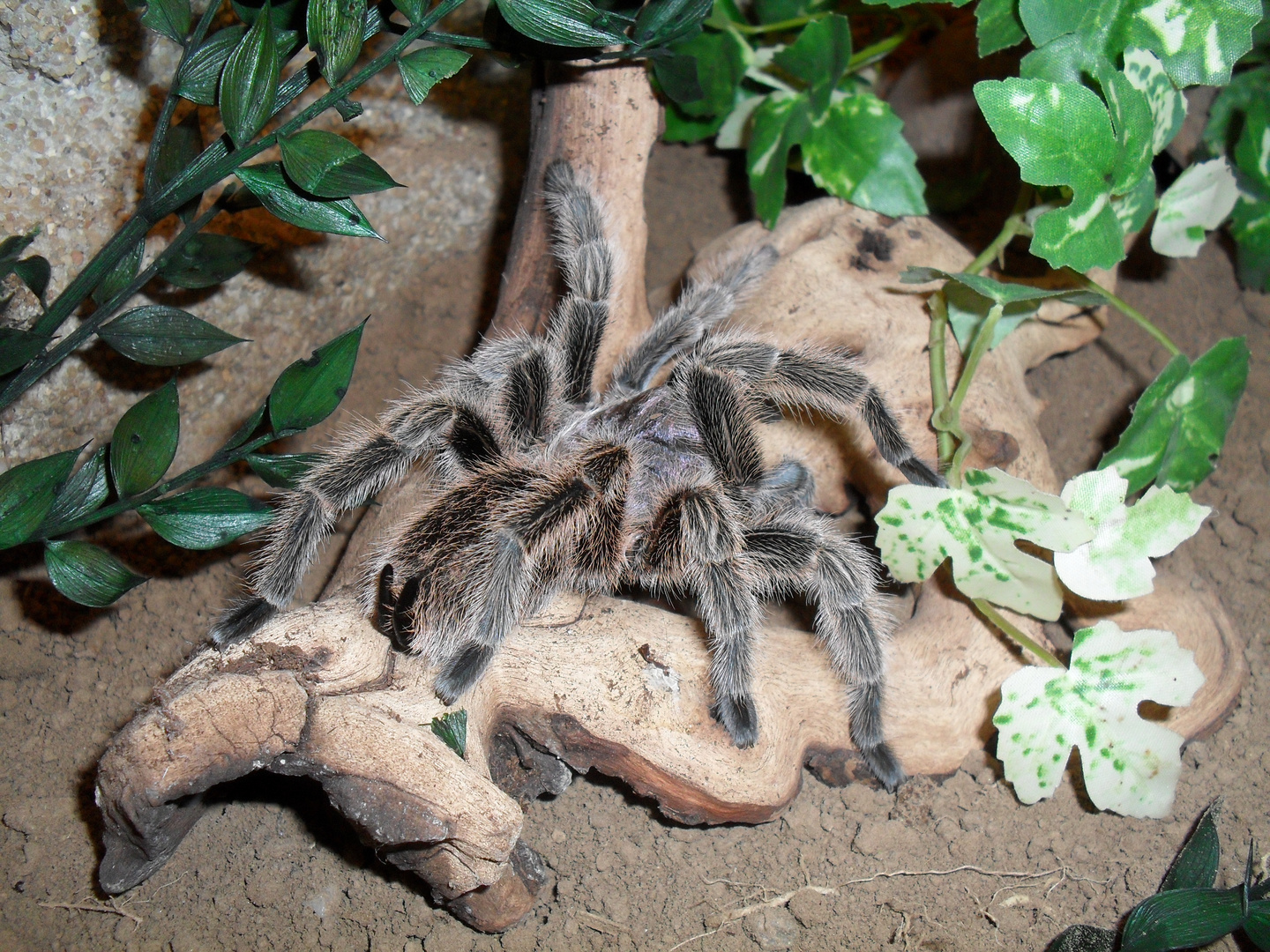 Meine Scarlett ! Grammostola porteri