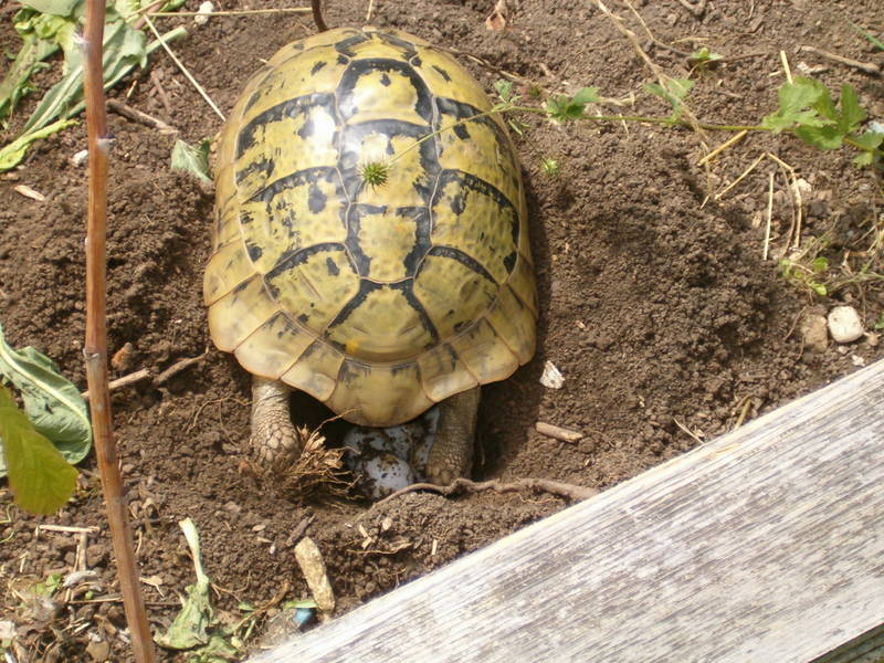 MEINE SCHILDKRÖTE