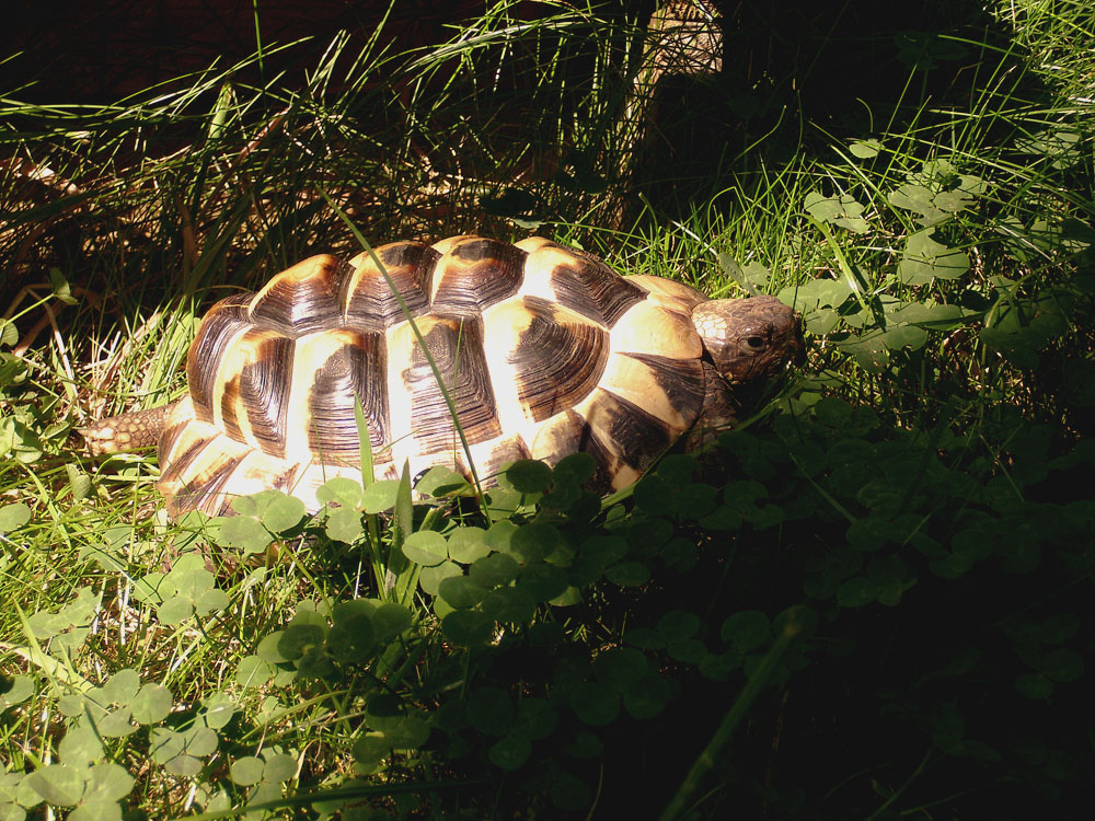 Meine Schildkröte